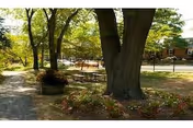 Shaded outdoor courtyard with large trees, benches, a walking path and planted flowerbeds near a fence and building.