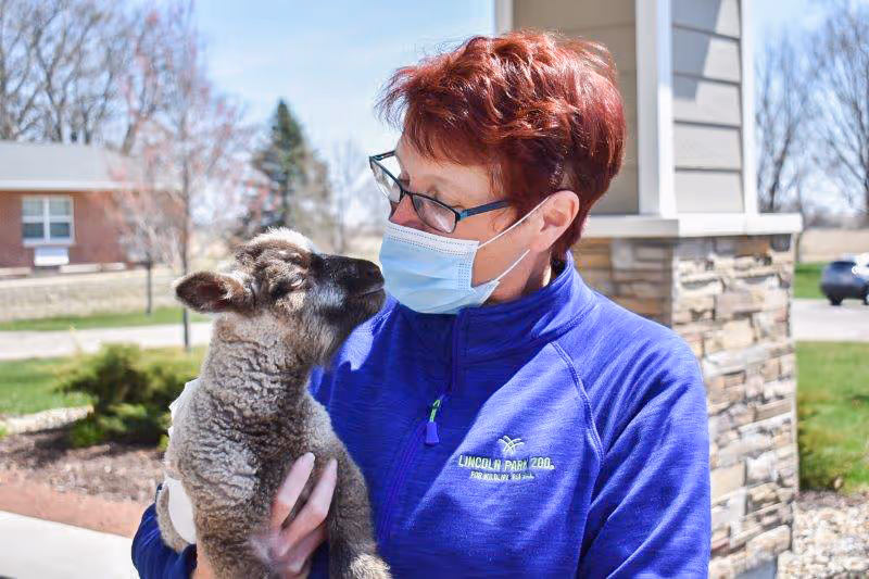 A person wearing glasses, a blue jacket, and a face mask is holding and looking affectionately at a small lamb outdoors near a building with stone and siding exterior.