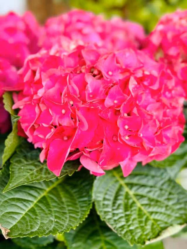 Close-up of vibrant pink hydrangea flowers with green leaves in the background.