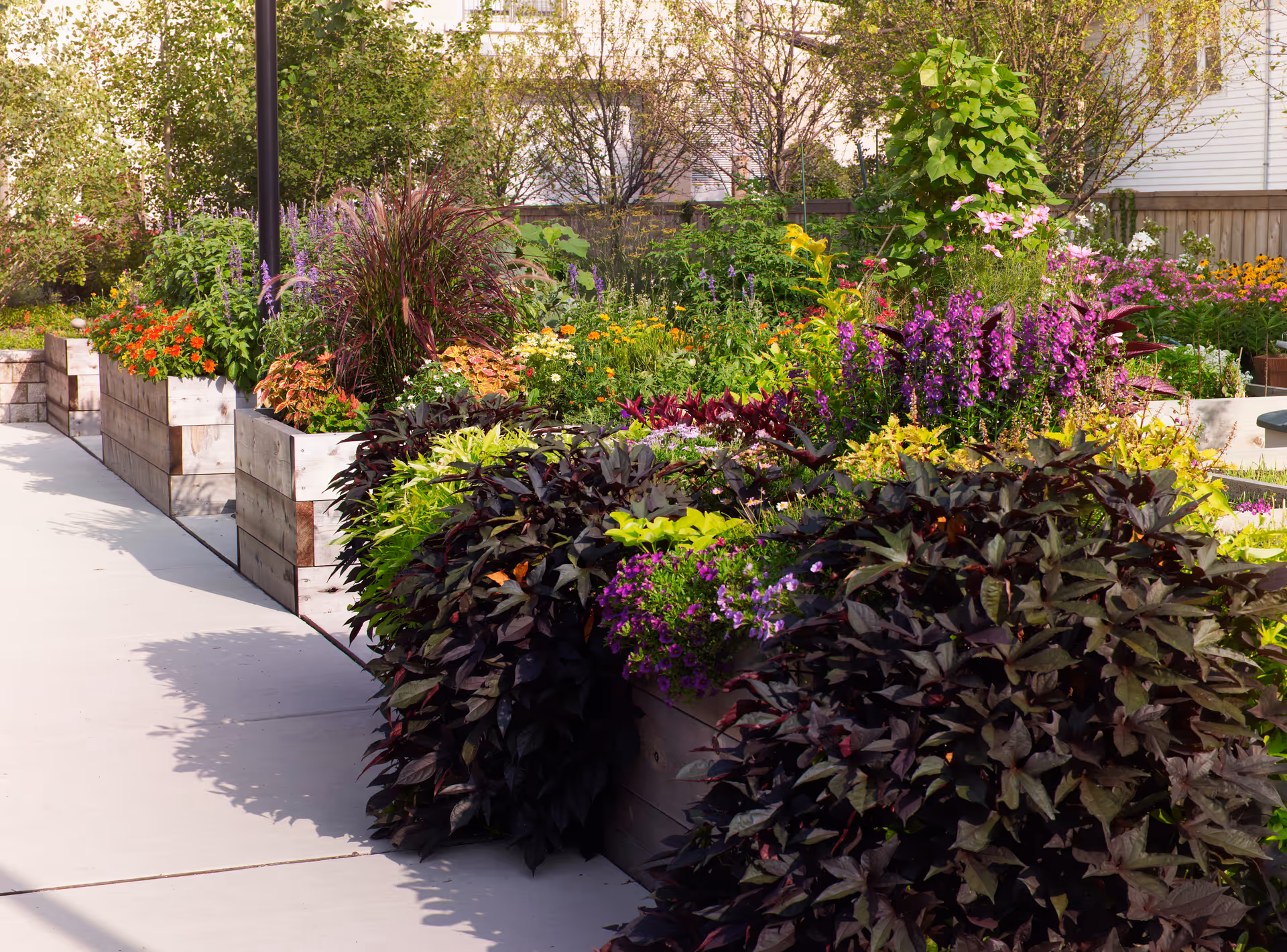 A vibrant outdoor garden area with raised wooden planters filled with various colorful flowers and lush green plants along a paved walkway, with trees and a wooden fence in the background.