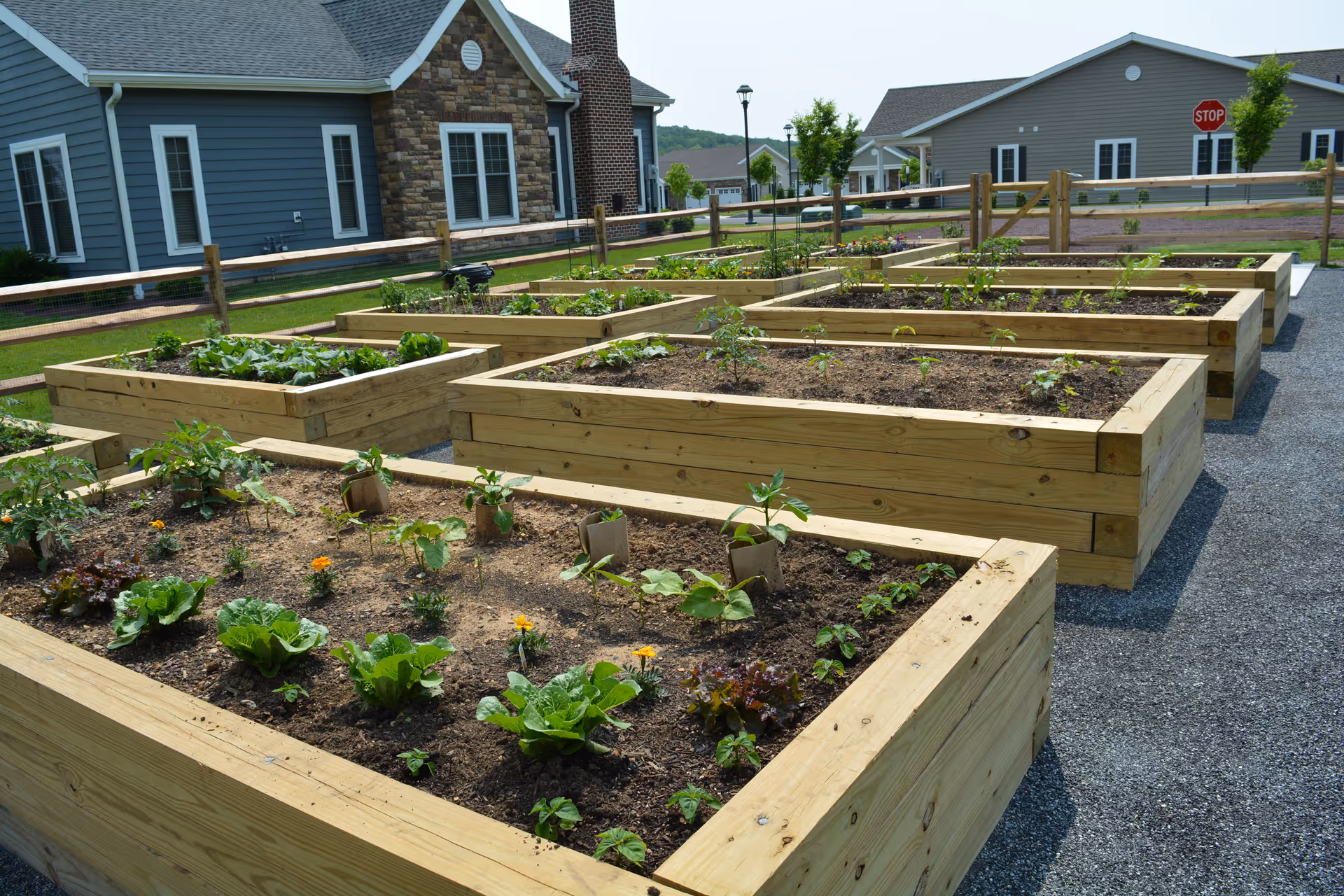 Raised wooden garden beds with various plants growing in them, situated outdoors near residential-style buildings with a stop sign visible in the background.
