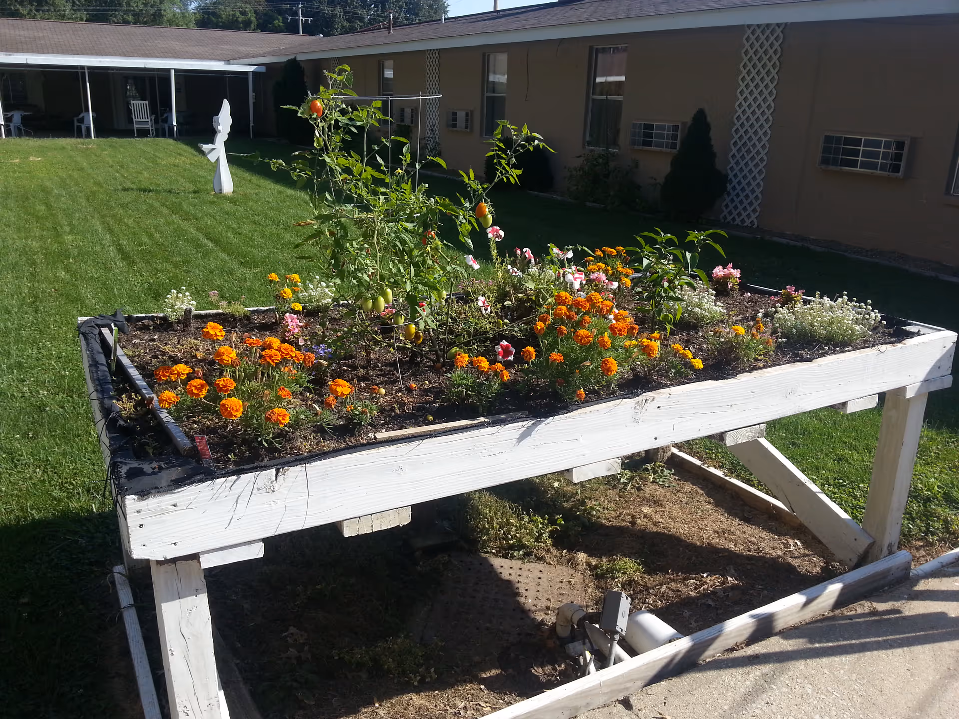 Raised garden bed with various flowering plants and some small tomato plants, situated outdoors on a lawn in front of a single-story building with windows and air conditioning units.