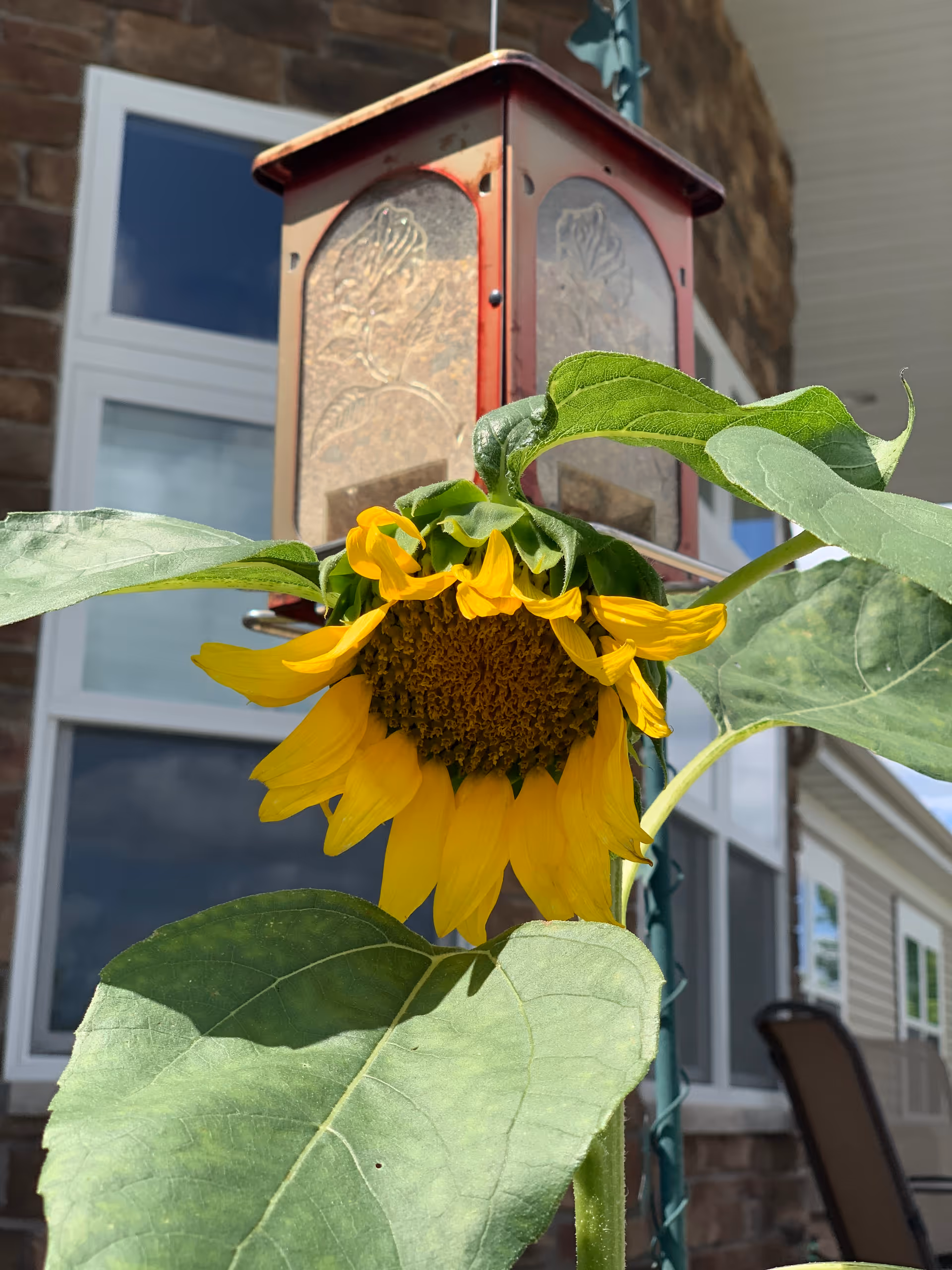 A close-up of a sunflower with yellow petals and green leaves in front of a decorative red lantern. In the background, there is a building with large windows and a stone wall.