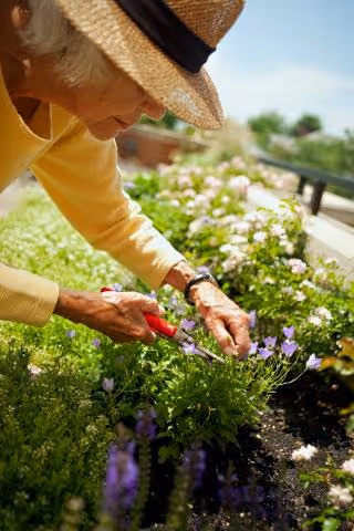 A person wearing a straw hat trims purple flowers in a sunny outdoor garden bed.