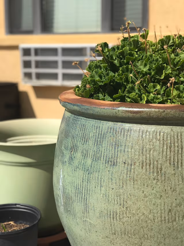Close-up of a green ceramic planter filled with leafy plants on a sunny outdoor patio with a building window in the background.