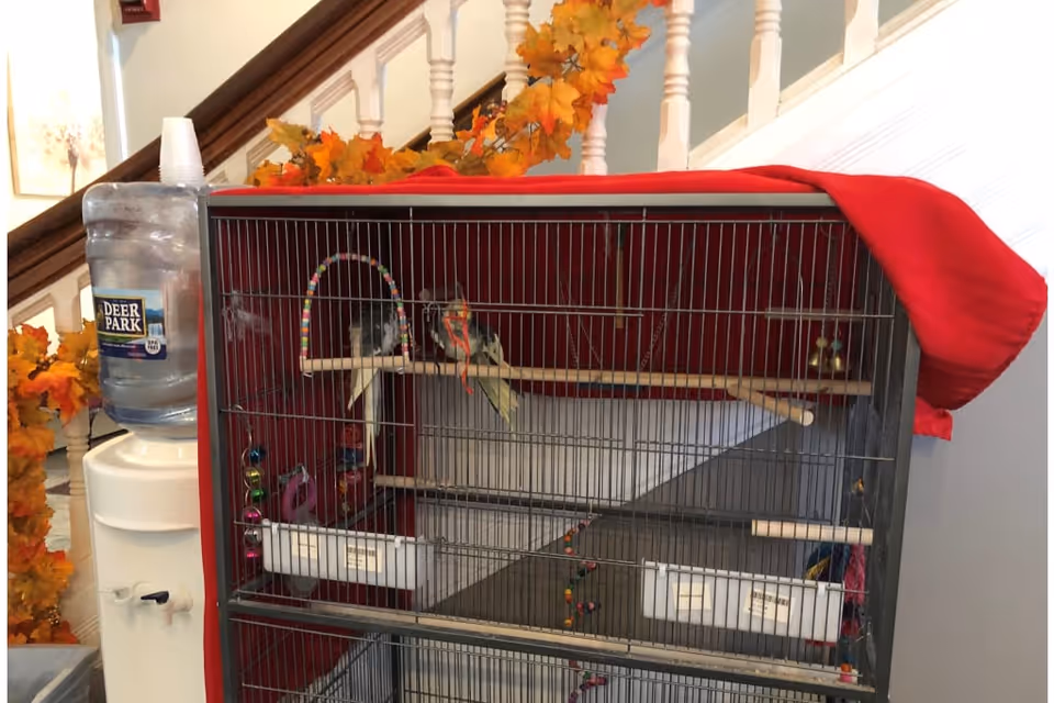 A birdcage with two birds inside, placed next to a water dispenser. The cage is partially covered with a red cloth on top. In the background, there is a staircase decorated with orange autumn leaves.