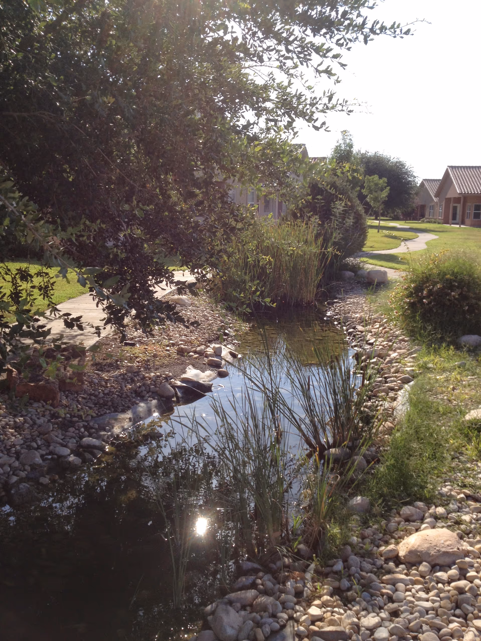 A landscaped outdoor pond with rocks and tall grasses beside a winding walkway and single-story community buildings in the background.