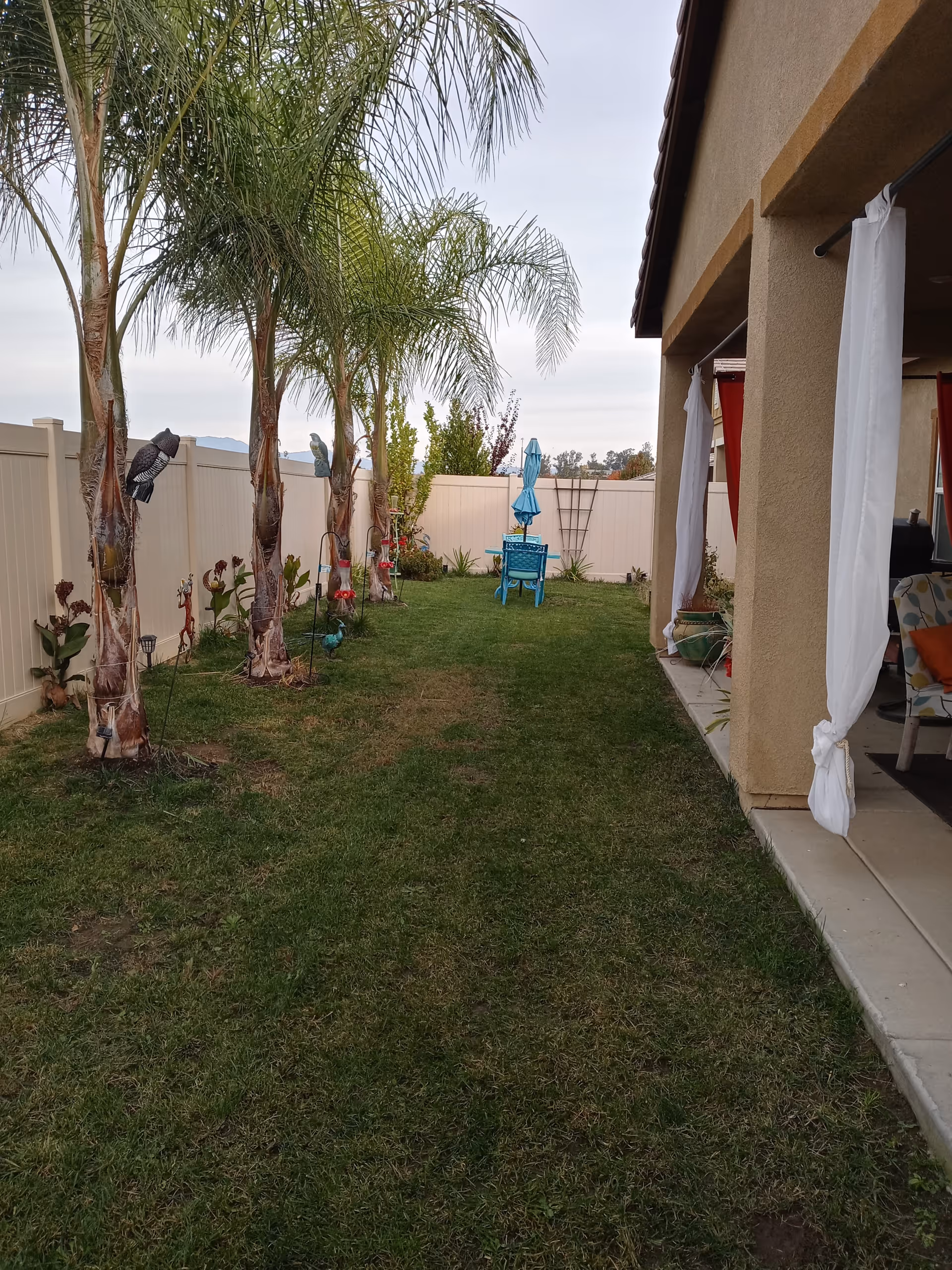 A backyard garden area with green grass, several palm trees along a white fence, and a blue chair with a closed umbrella in the distance. On the right side, there is a covered patio attached to a beige house with white curtains tied back and some outdoor furniture visible.