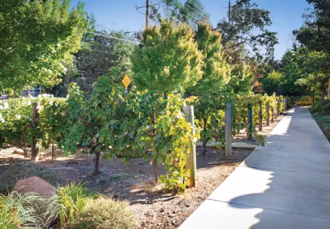 A sunny outdoor garden area with rows of grapevines supported by wooden posts, surrounded by green trees and plants. A concrete pathway runs alongside the garden on the right side.