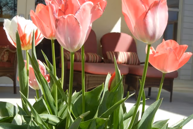 Close-up of pink tulips in bloom with green leaves in the foreground, and a patio area with cushioned wicker chairs and striped pillows in the background.
