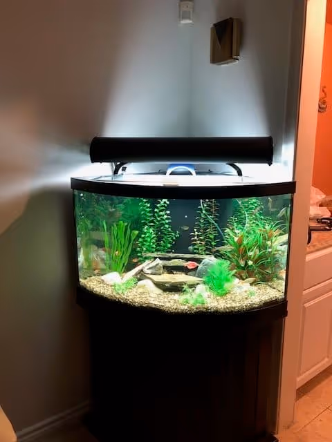 A corner aquarium with various green aquatic plants and small fish inside, illuminated by a light fixture on top. The aquarium is placed on a dark wooden stand against a light-colored wall, next to a white cabinet and a partially visible bathroom area.