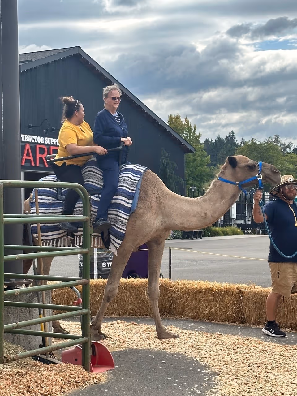 An elderly woman is sitting on a camel with a striped blanket under her, being assisted by a woman in a yellow shirt. A man wearing a hat is holding the camel's reins. The scene is outdoors near a building with a sign partially visible that reads 'TRACTOR SUPPLY'. There are hay bales and wood chips on the ground.