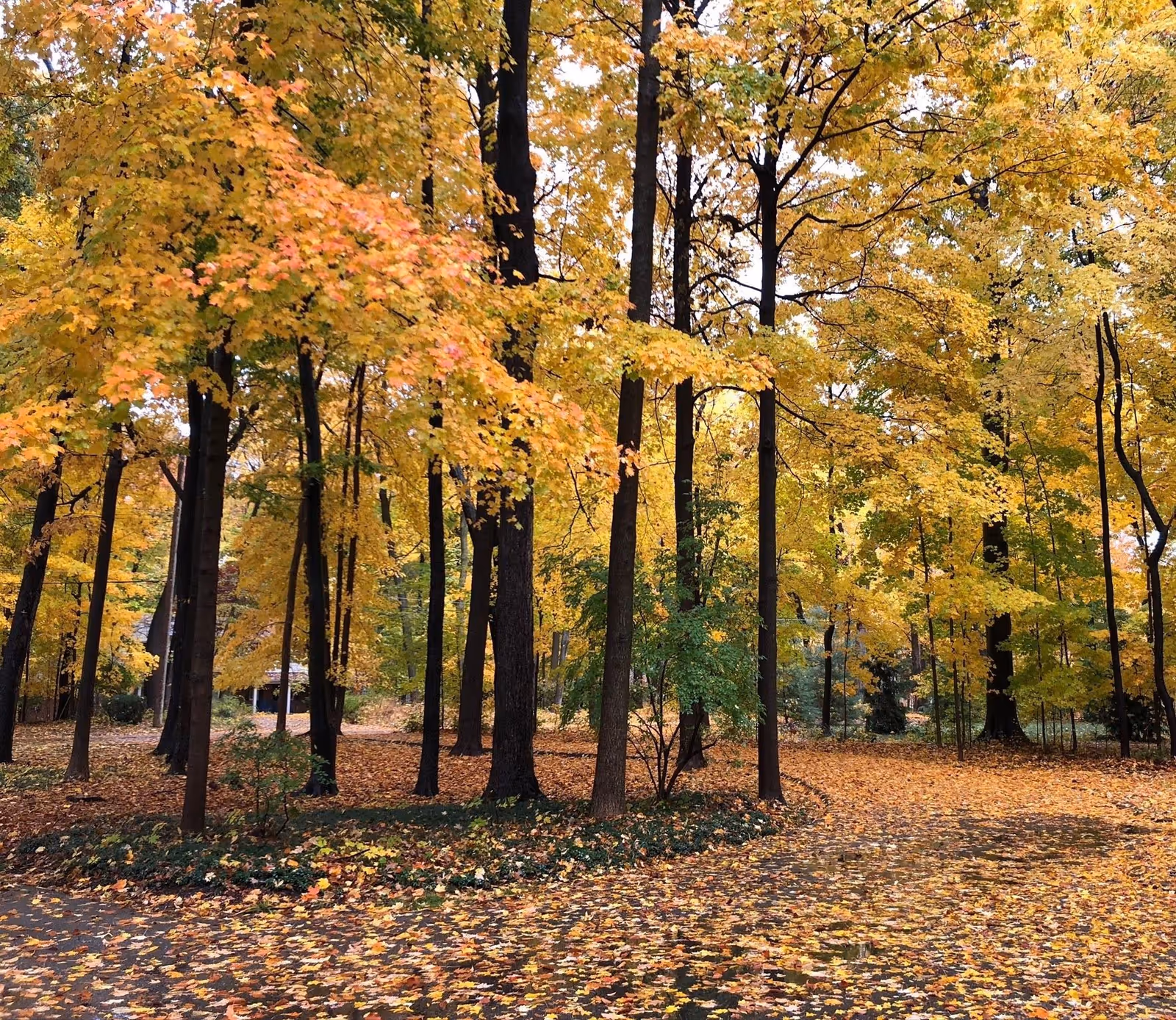 A wooded outdoor area in autumn with trees displaying yellow and orange leaves, and a ground covered with fallen leaves.