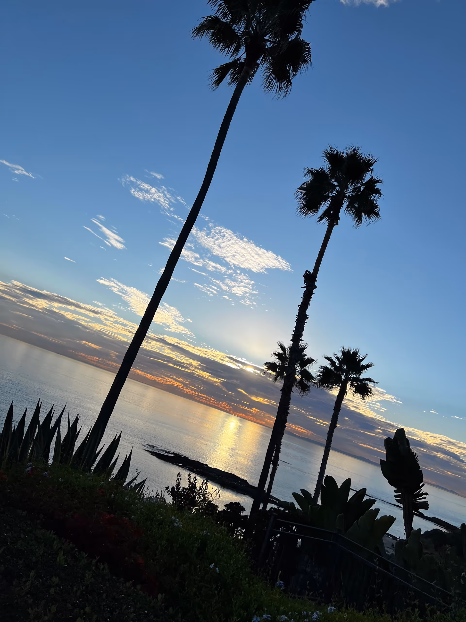A scenic view of the ocean at sunset with a partly cloudy sky, silhouetted palm trees, and coastal vegetation in the foreground.