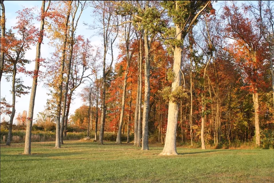 A grassy clearing bordered by tall trees with autumn-colored leaves.