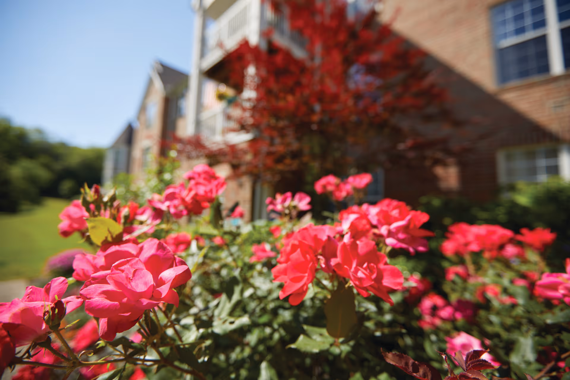 Bright pink roses in the foreground with a brick building and balconies blurred in the background.
