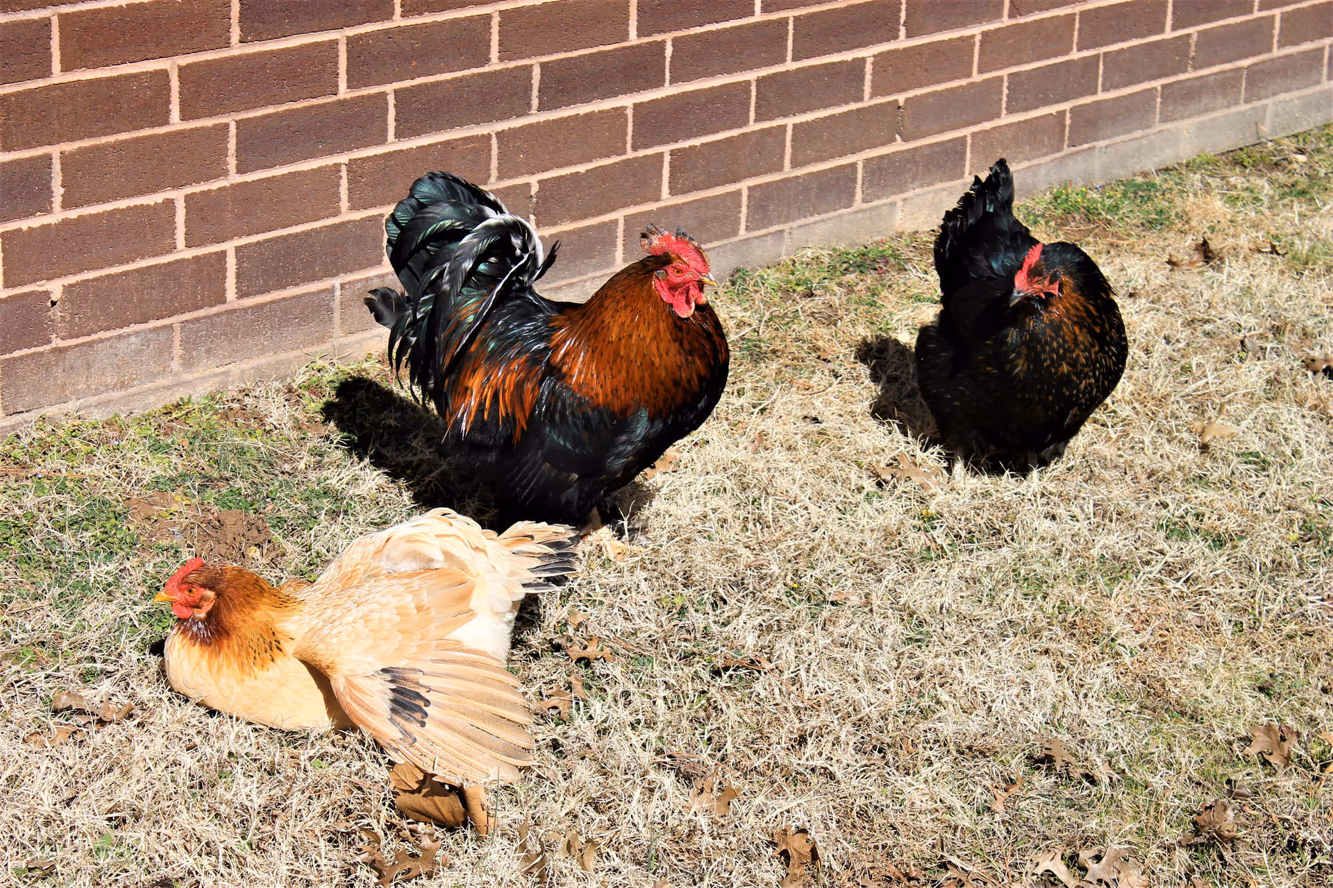 Three chickens standing and resting on dry grass near a brick wall outside in sunlight.