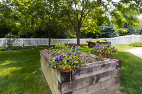 Raised wooden planter with purple flowers in a lawned outdoor area and white fence.