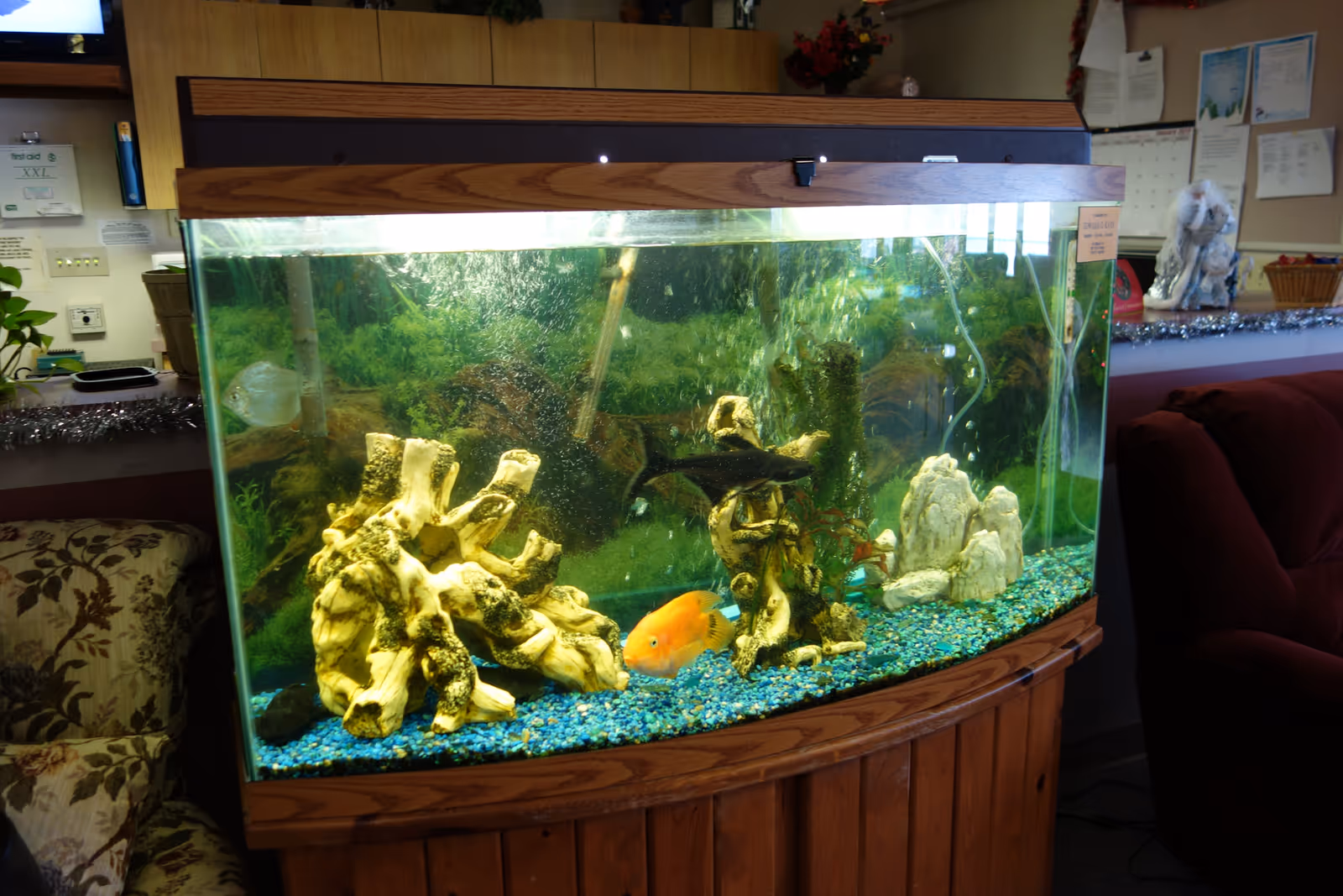 Large aquarium filled with fish, decorative driftwood and blue gravel placed in a sitting area.