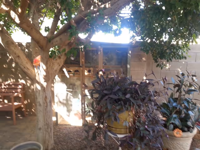 Shaded backyard garden with a tree, potted plants, a wooden bench, and a small wooden structure against a cinderblock wall.