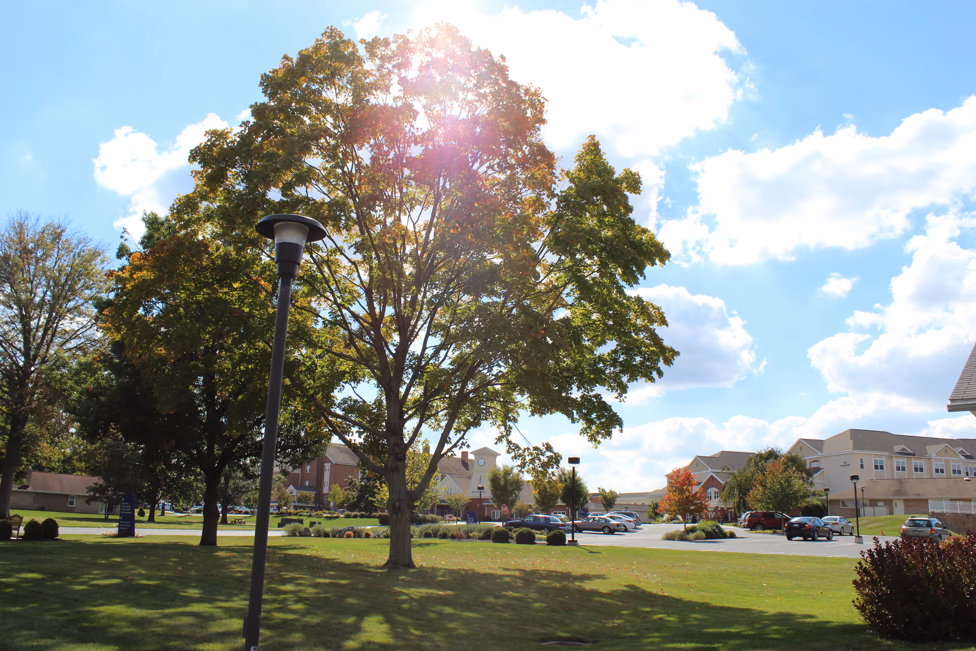 A sunny outdoor scene at Brethren Village featuring a large tree with green leaves, a lamppost, a grassy lawn, parked cars, and buildings in the background under a partly cloudy blue sky.