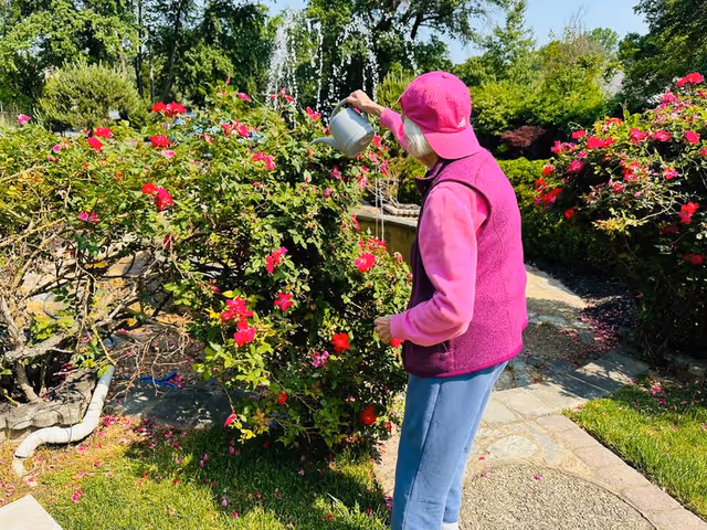An elderly woman wearing a pink cap, pink long-sleeve shirt, and purple vest waters a bush with red flowers in a garden area with a stone pathway and a water fountain in the background.
