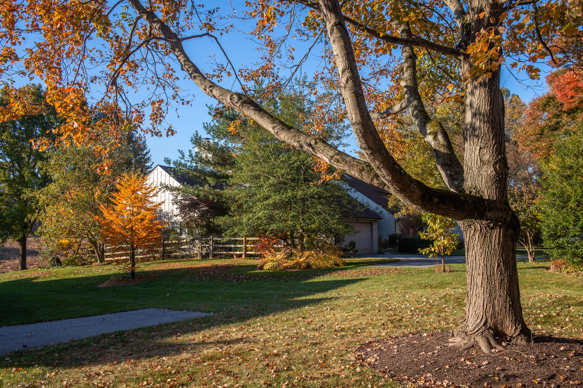 A scenic outdoor view of a residential area with a large tree in the foreground, various trees with autumn foliage, a green lawn, and a house partially visible in the background under a clear blue sky.