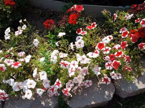 Vibrant flowers cascade from stone planters along an outdoor garden border.