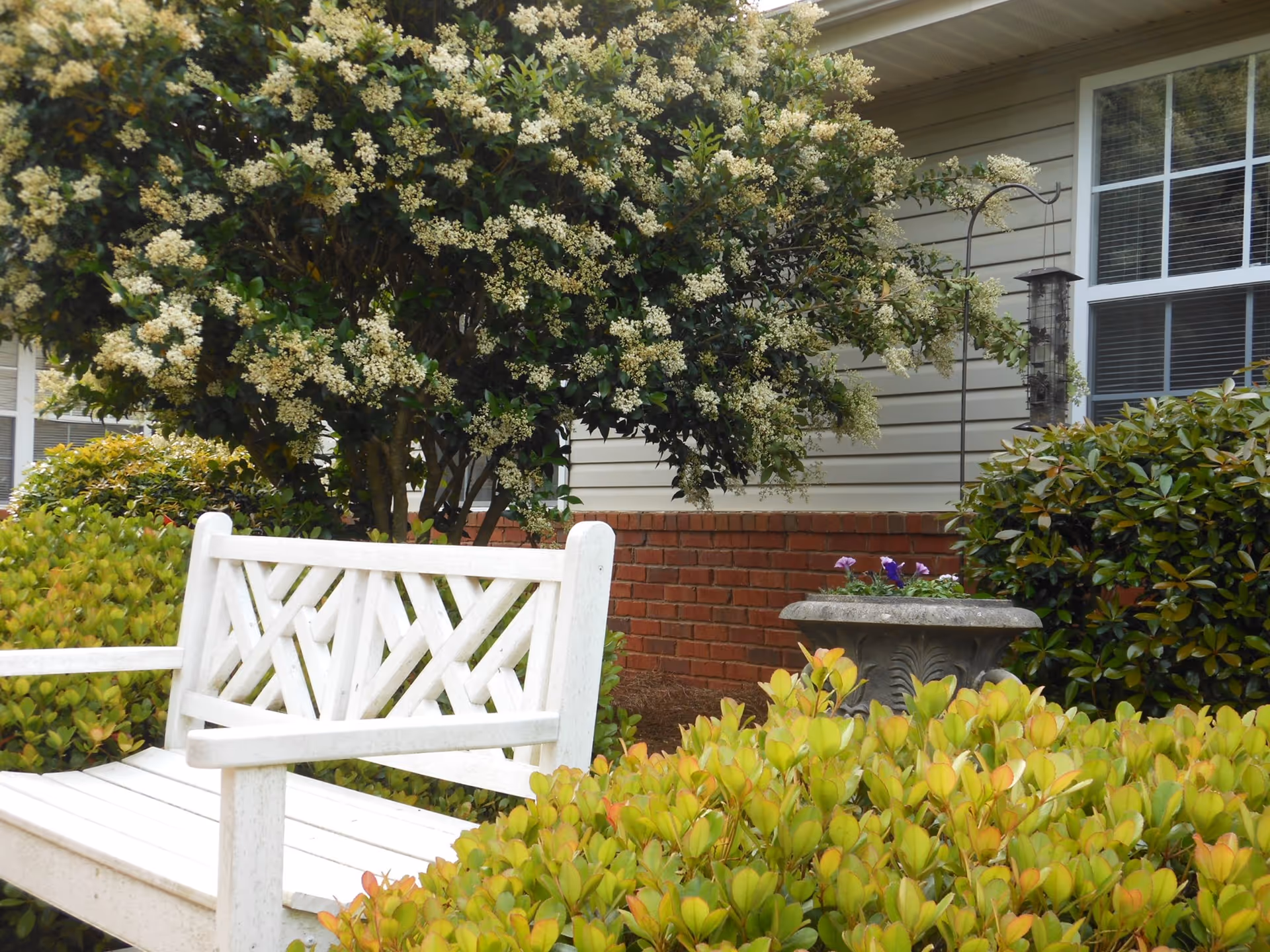 White wooden bench in a landscaped garden with shrubs, a flowering tree, planter, and the building's exterior wall and window behind it.