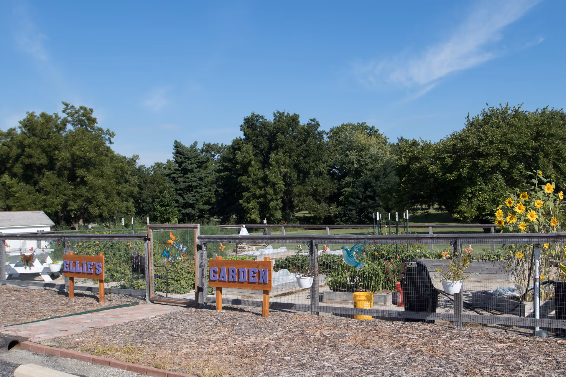 Fenced community garden with raised beds, signs reading 'GARDEN' and 'ELLIE'S', sunflowers, and trees under a clear blue sky.