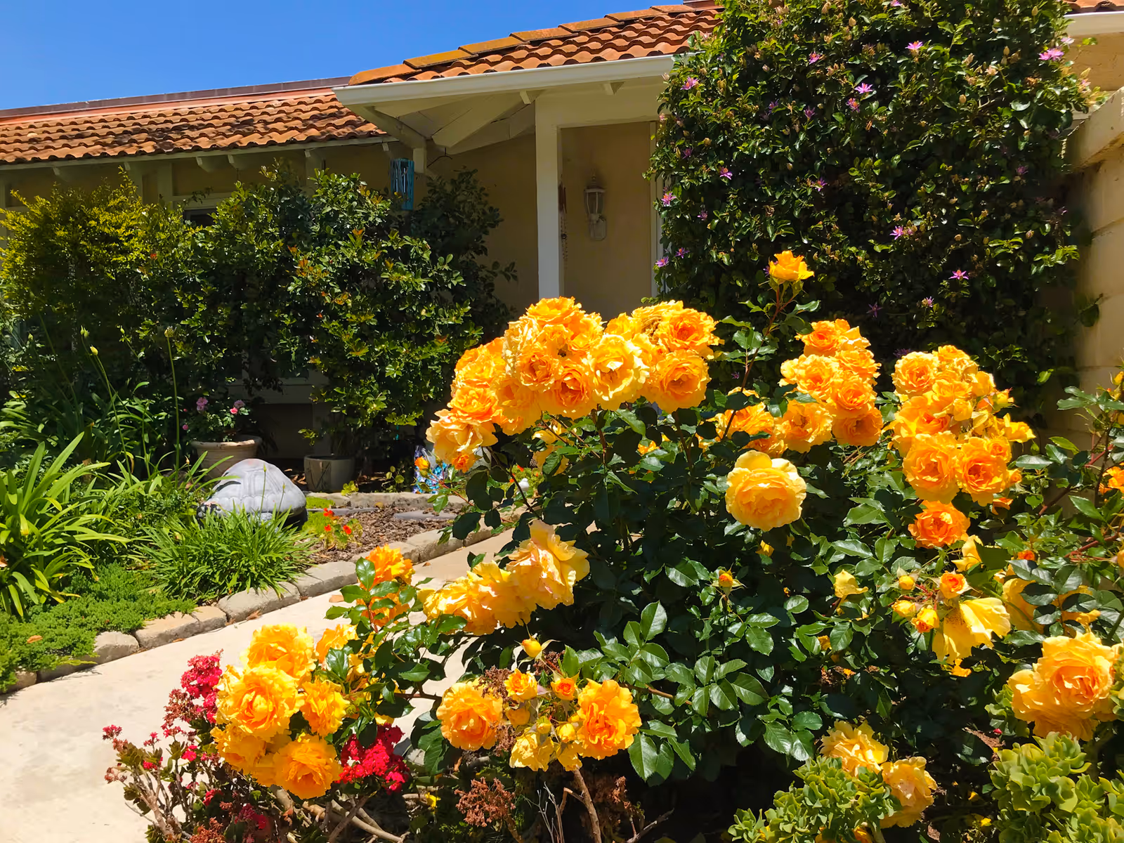 A garden area in front of a building with a tiled roof, featuring vibrant yellow and orange roses in full bloom, surrounded by various green shrubs and plants under a clear blue sky.