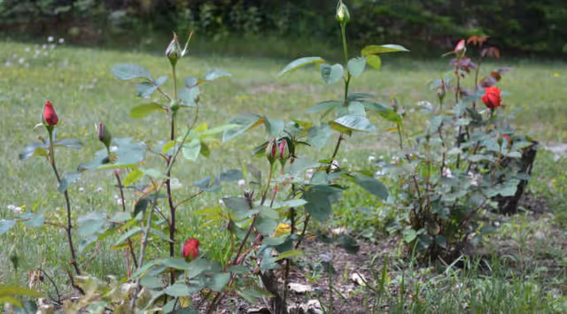 A low row of young rose bushes with red buds growing in a grassy yard.