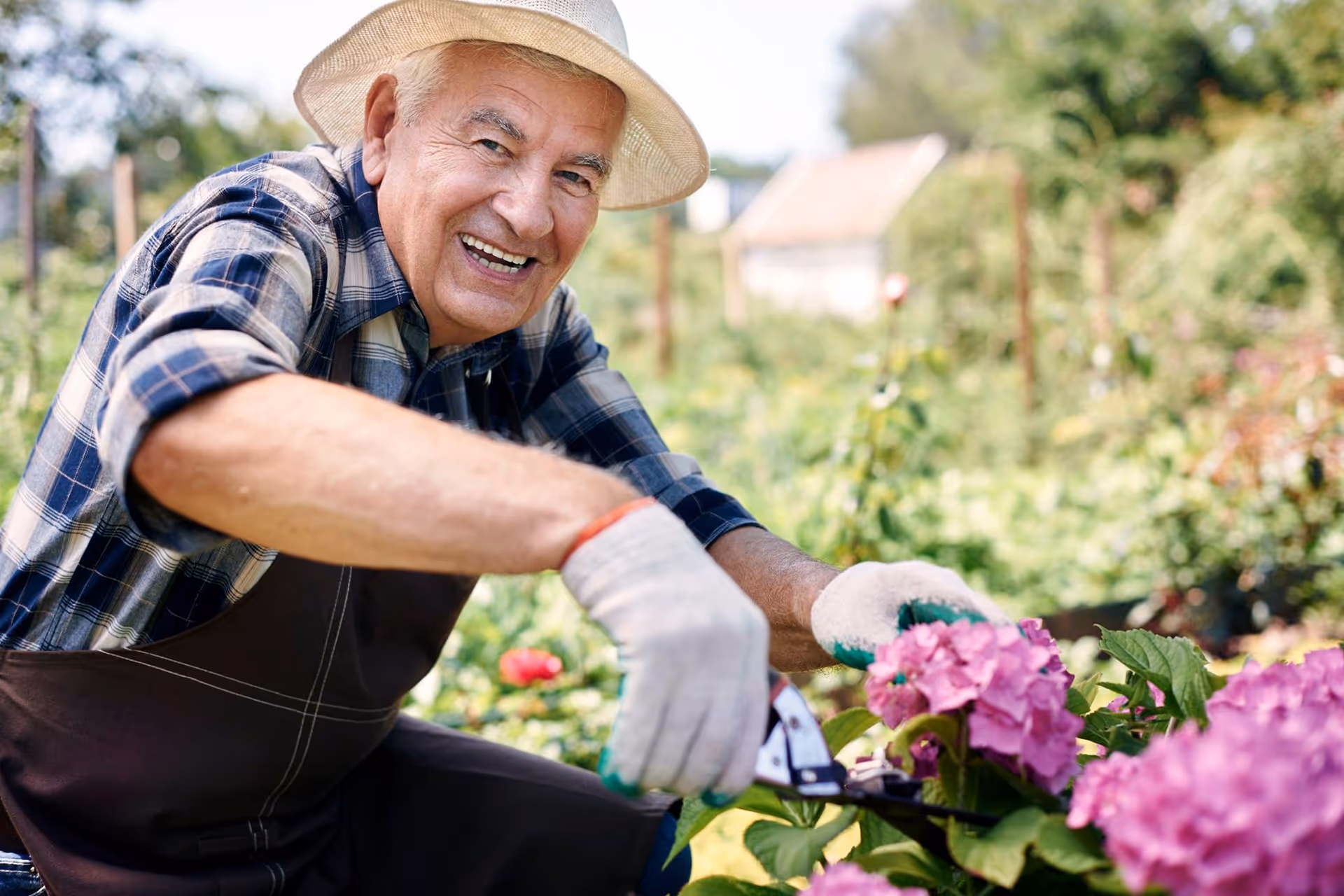 An elderly man wearing a straw hat, plaid shirt, and gardening gloves is smiling while pruning pink flowers in a garden on a sunny day.