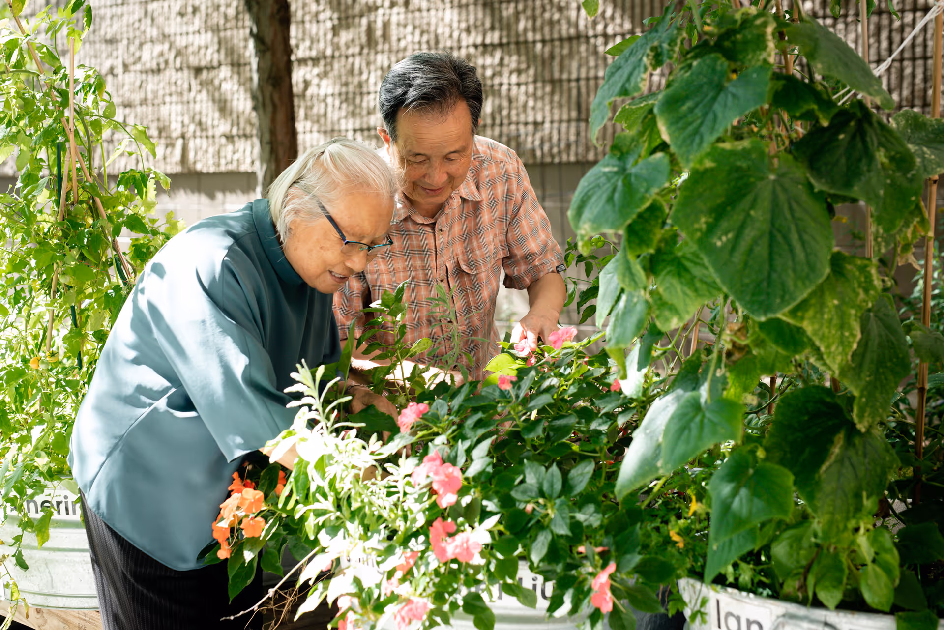 Two elderly individuals tending to a garden with various green plants and pink flowers, enjoying an outdoor activity together.