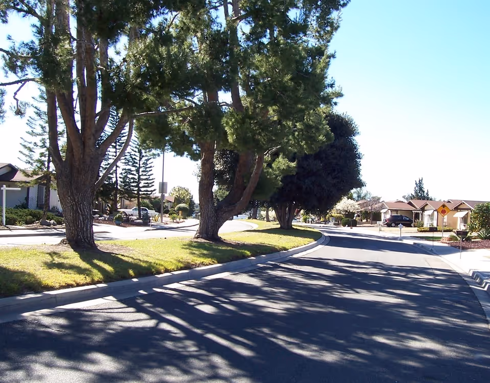 Curved, tree-lined residential street with houses and long shadows on the pavement.