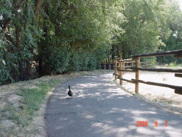 A paved, tree-lined path with a wooden fence and a lone duck walking down the shaded walkway.