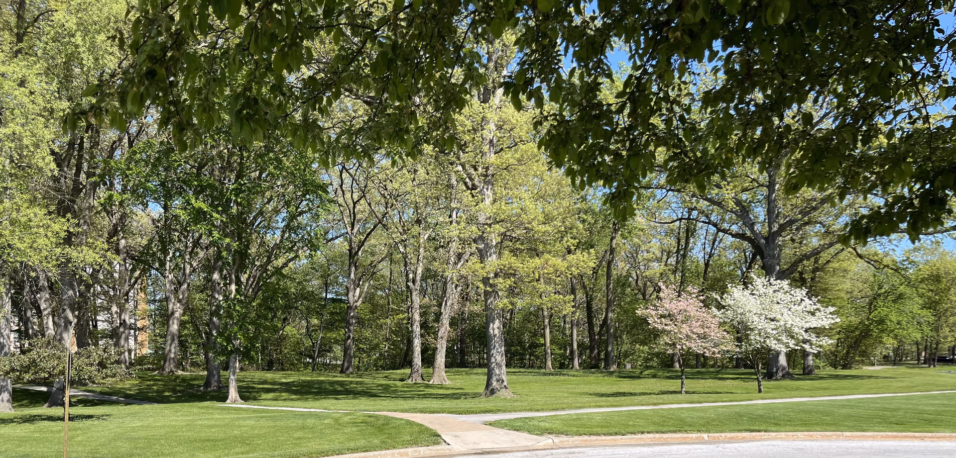 A lush green outdoor area with well-maintained grass, several large trees with green leaves, and two smaller flowering trees with white and pink blossoms under a clear blue sky.