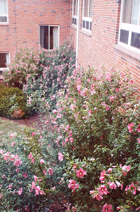 A garden area with dense bushes of pink flowers alongside the brick exterior walls of a building with several windows.