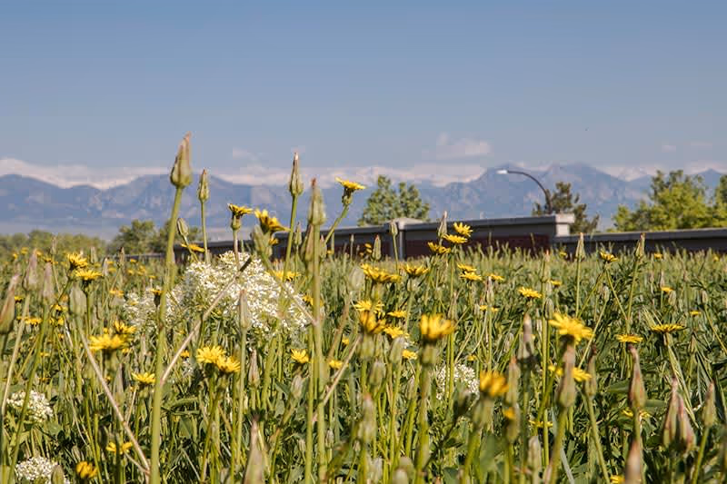 A field of yellow wildflowers and green grass with a building roof and trees in the background, set against a clear blue sky and distant mountain range.