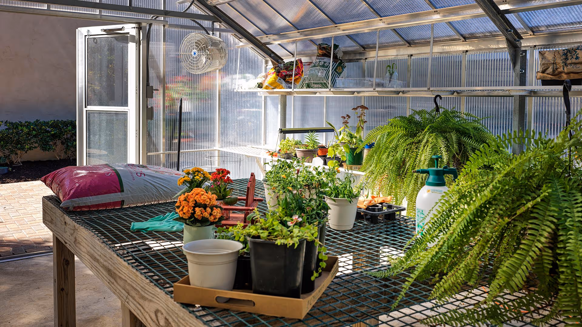 Interior view of a greenhouse with various potted plants and flowers on a large wooden table with a metal grid surface. There are bags of soil or fertilizer on the table, a spray bottle, and gardening gloves. The greenhouse has transparent walls and a door open to an outdoor area with brick flooring and some greenery.