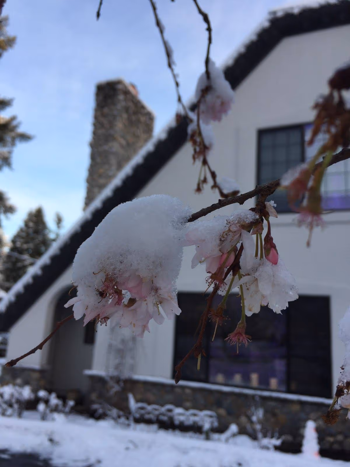 Close-up of cherry blossom flowers covered in snow with a residential building featuring a stone chimney and large windows in the background, also surrounded by snow.