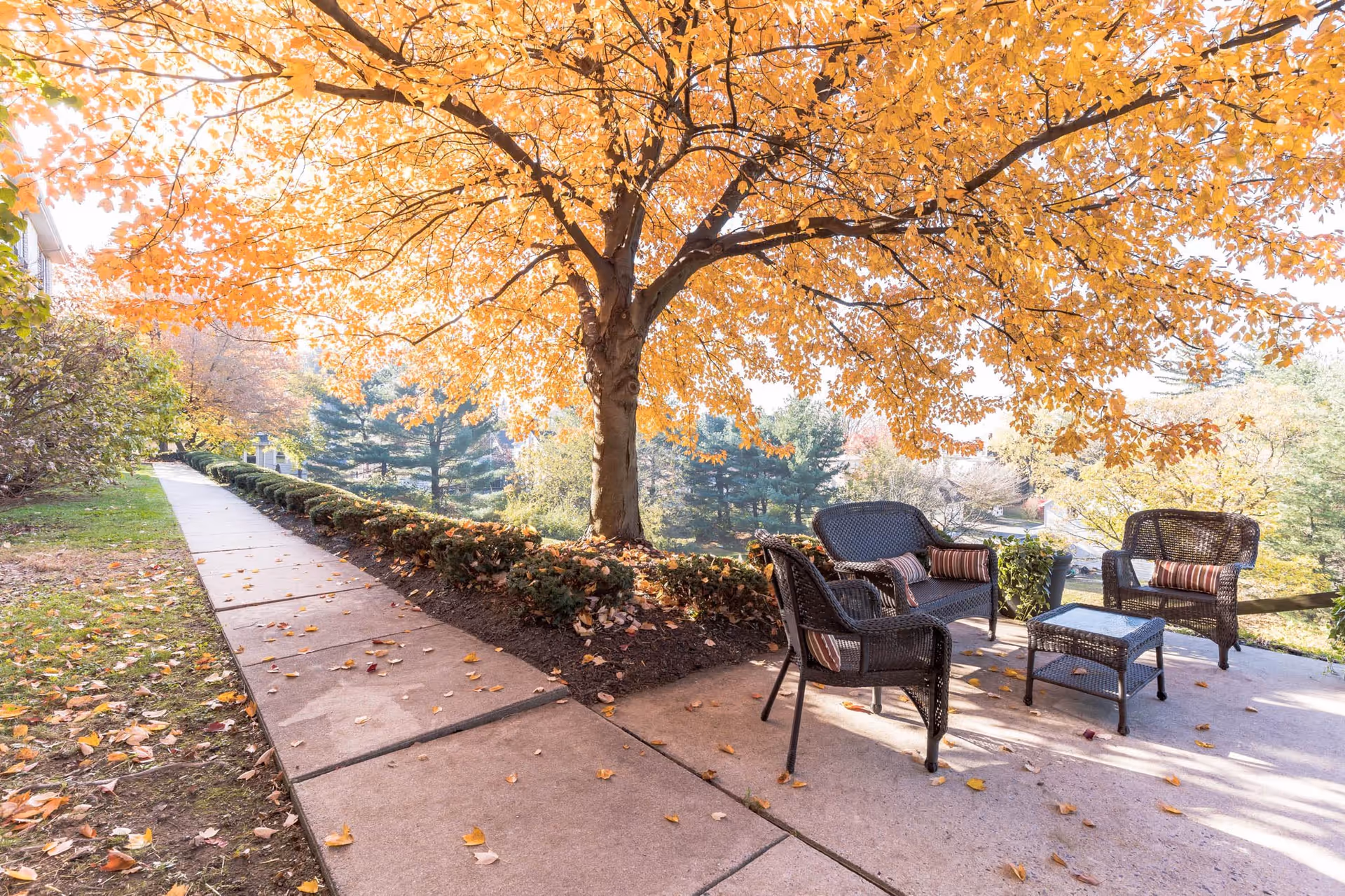 Outdoor patio area with wicker chairs and a small table under a large tree with bright orange autumn leaves. A paved walkway runs alongside the patio, bordered by bushes and grass with fallen leaves scattered around.