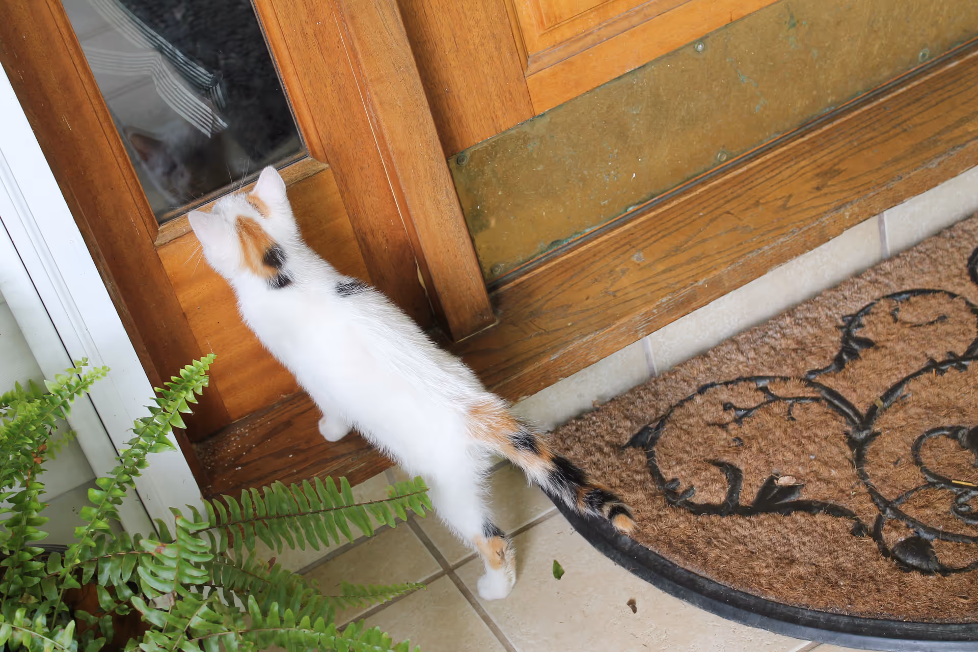 A small white cat with orange and black patches is standing on a tiled floor, looking through a glass panel in a wooden door. There is a brown doormat with a black decorative pattern next to the cat, and a green fern plant is visible on the left side of the image.