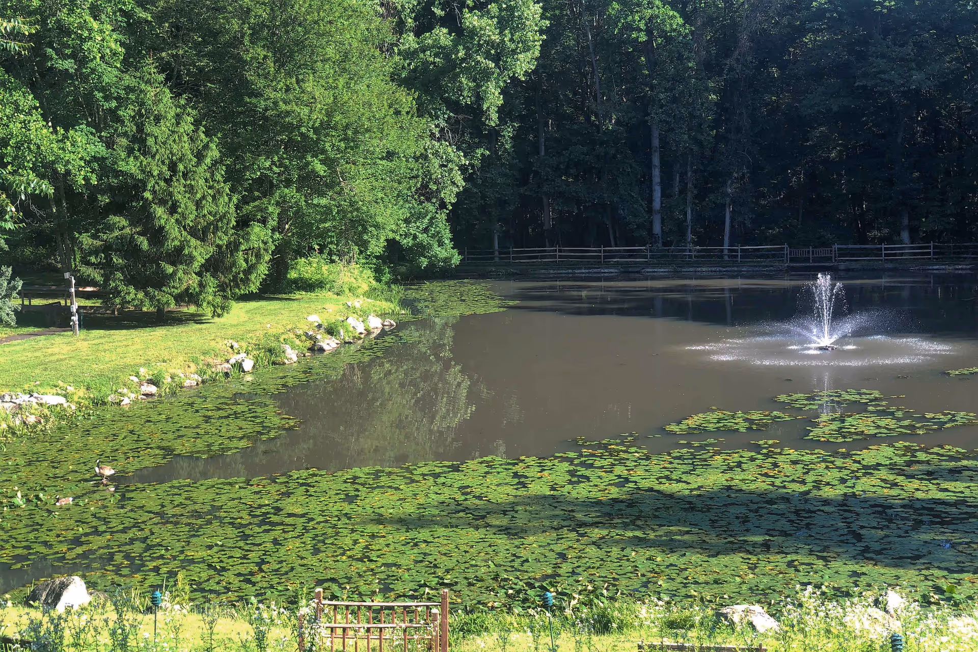 A serene pond surrounded by lush green trees and grass. The pond has a water fountain spraying water in the center and is partially covered with lily pads. There is a wooden fence in the background and a small gate in the foreground.