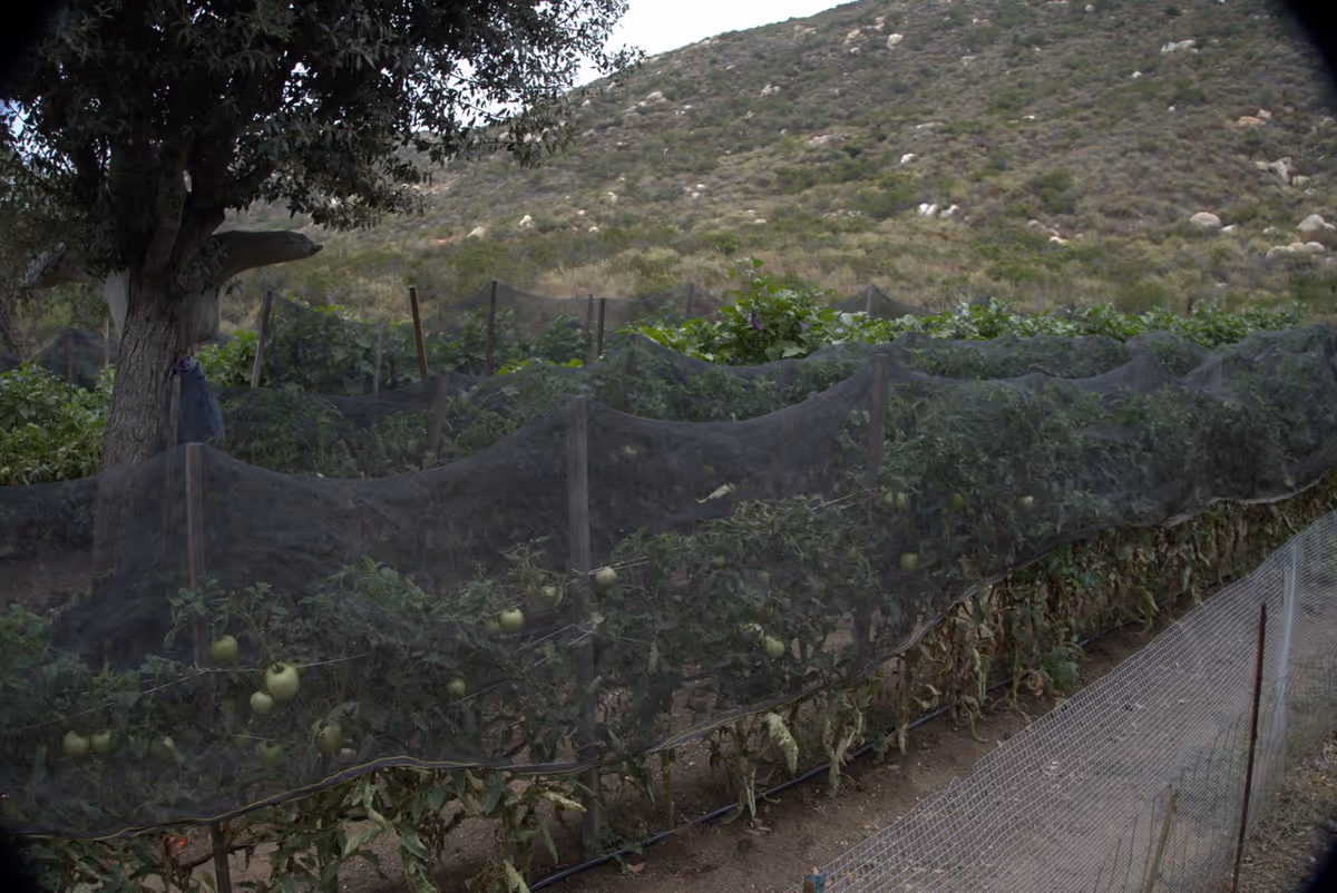 A garden area with rows of tomato plants protected by black netting, set against a backdrop of a hillside covered with shrubs and rocks. There is a large tree on the left side of the garden.