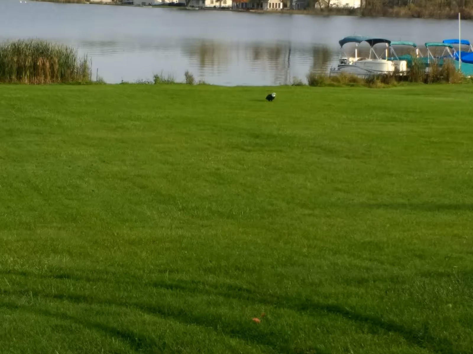 A large green grassy lawn leading to a calm lake with boats docked on the right side and houses visible across the water.