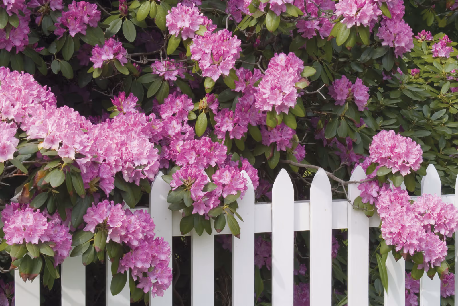 A white picket fence with vibrant pink flowers and green leaves growing over and around it.