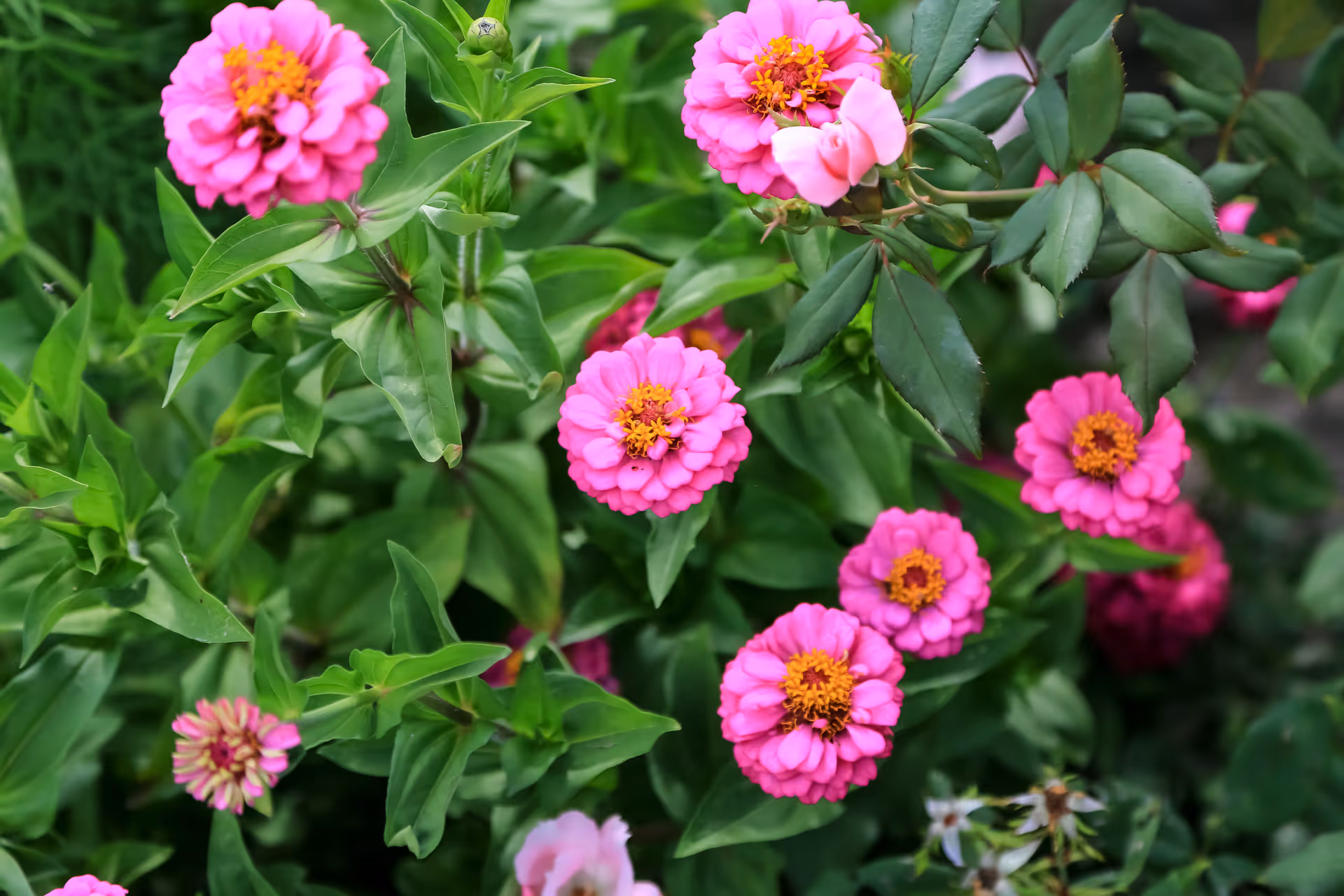 Cluster of bright pink zinnia flowers with green foliage in a garden.