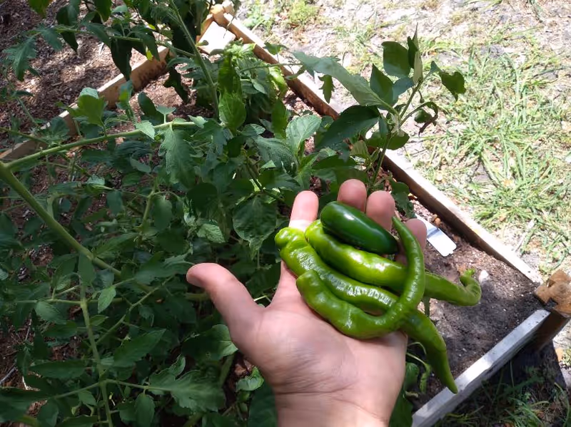 A hand holding several freshly picked green peppers of different shapes and sizes above a garden bed with green leafy plants and soil.