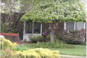 Exterior view of a building partially obscured by a leafy tree and various shrubs, with a window and part of a door visible behind the greenery.